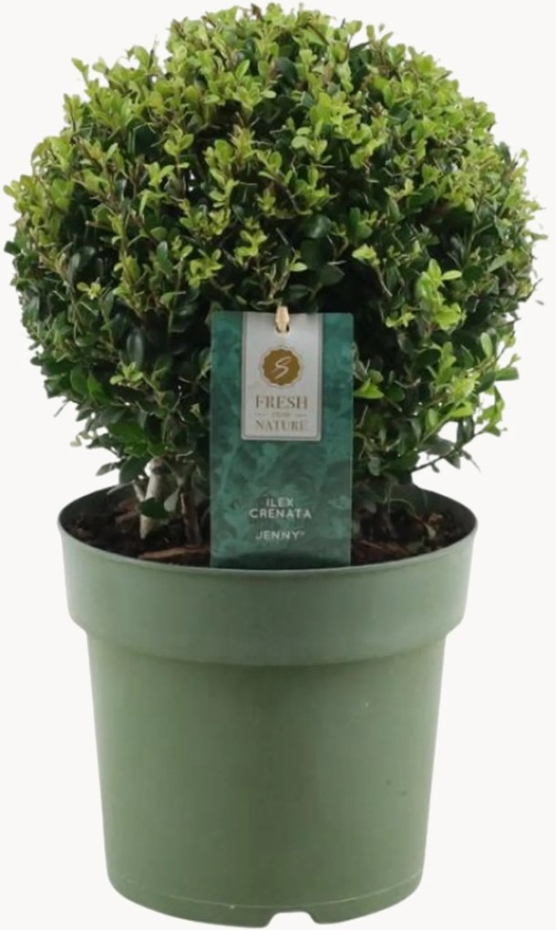 Planten Japanse hulst Ilex Crenata Jenny in bolvorm, 2-delig