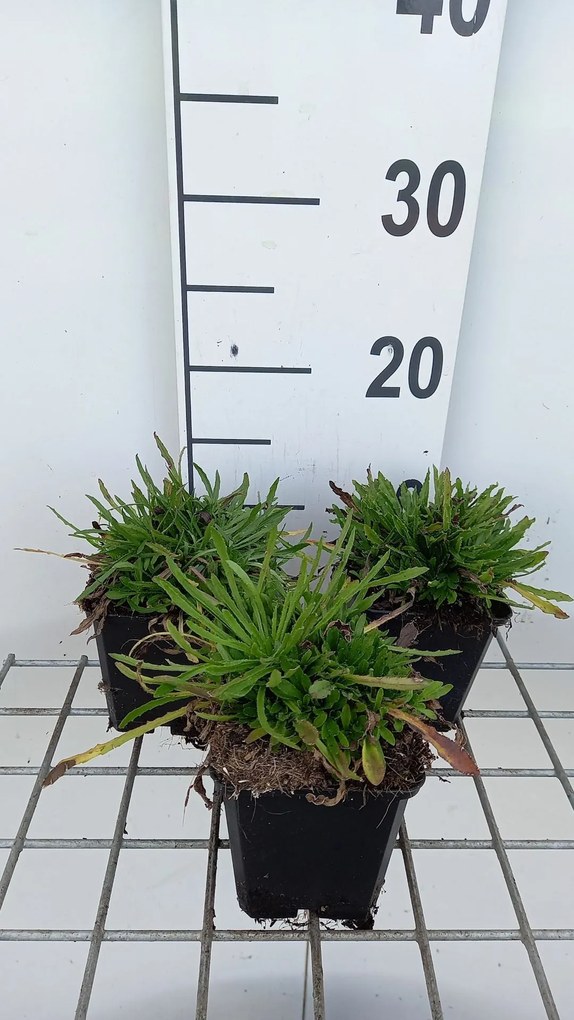 Jasione laevis 'Blaulicht' - pot 9x9 cm