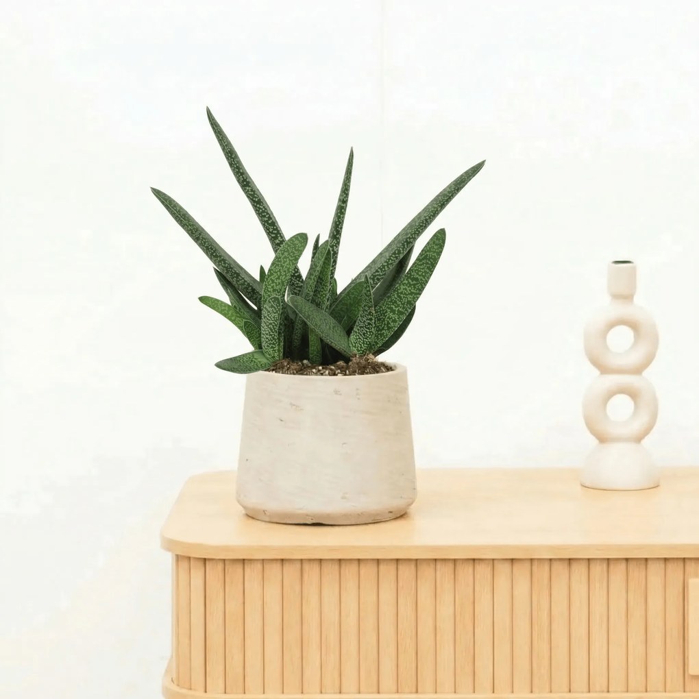Gasteria Verrucosa - 25 cm