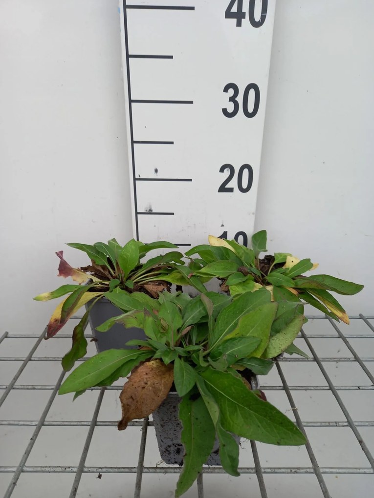 Centaurea jacea - pot 9x9 cm -