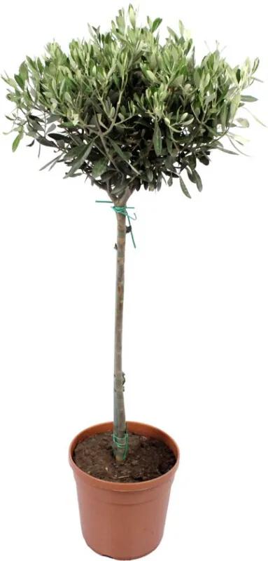 1 Olea Europeae oftewel Olijfboom - Kamerplant in Kwekerspot 21 cm - Hoogte 100 cm