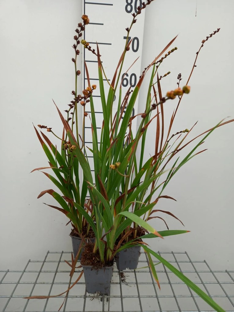 Crocosmia 'Buttercup' - pot 9x9 cm