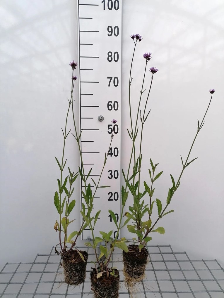 Verbena bonariensis - biopot diameter 8 cm -