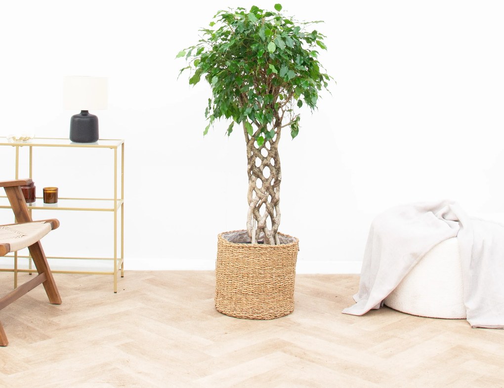 Ficus Benjamina gevlochten mat - 120cm