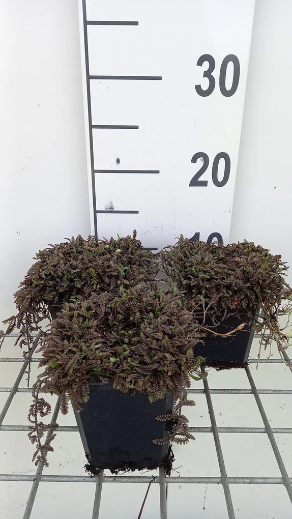 Leptinella squalida 'Platt's Black' - pot 9x9 cm -