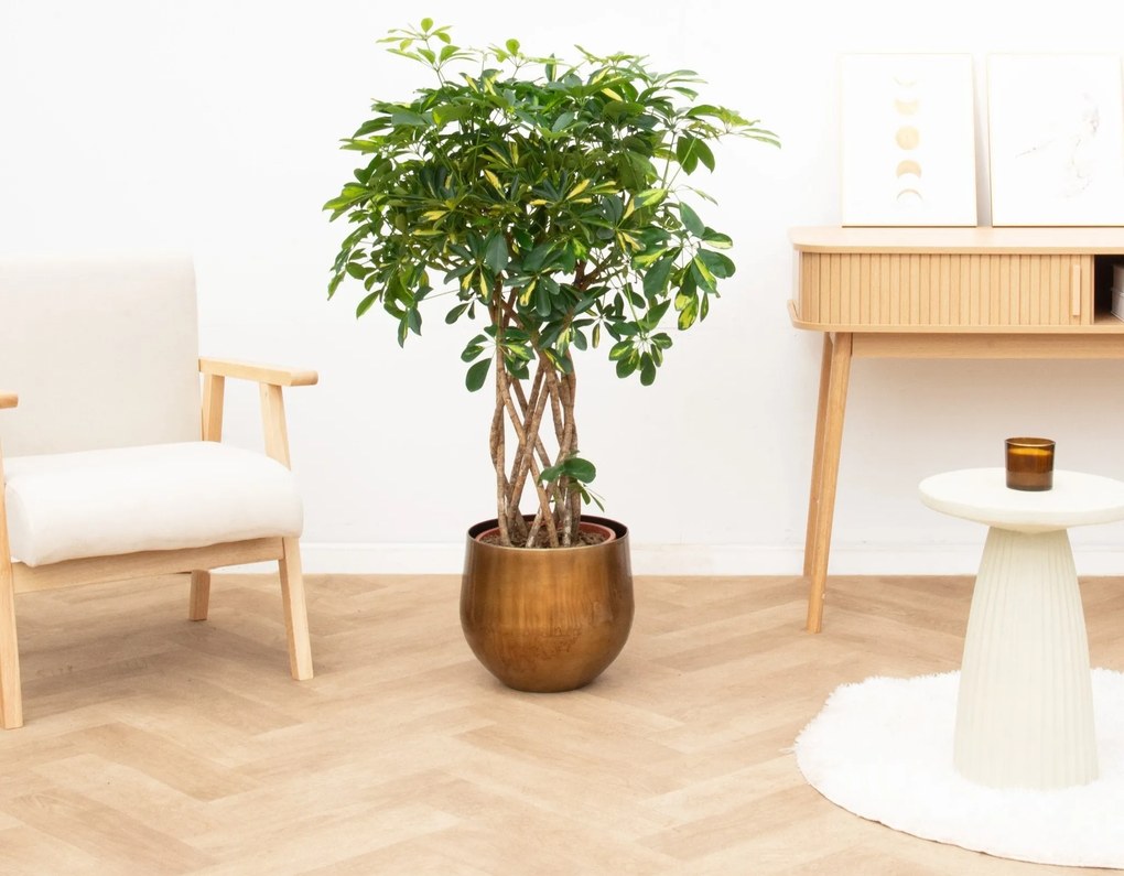 Schefflera Gold Capella gevlochten stam - 120cm