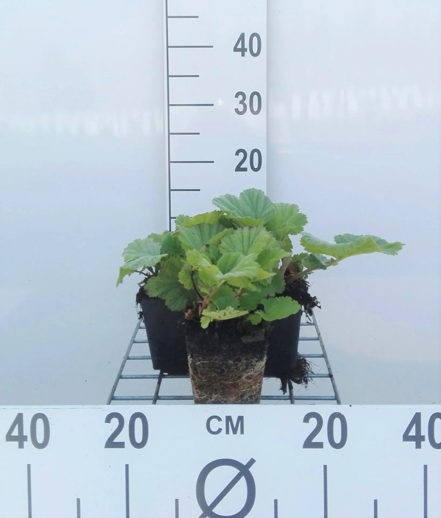 Geum coccineum 'Borisii' - pot 9x9 cm -