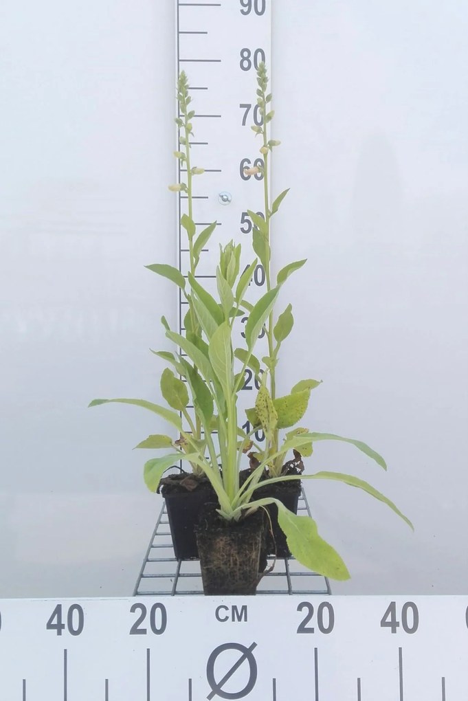 Digitalis purpurea 'Alba' - pot 9x9 cm -