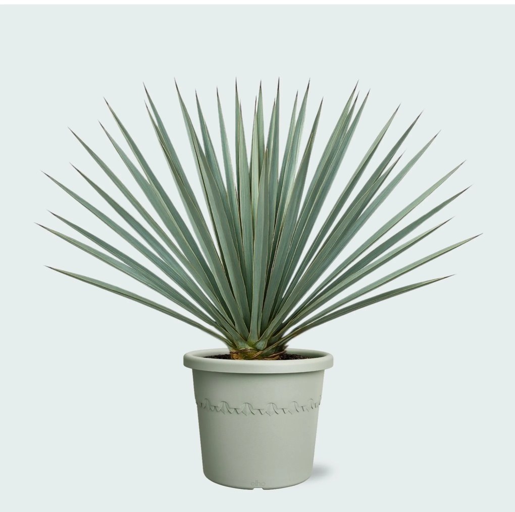 Yucca Rostrata 'Blue Swan' - 60cm