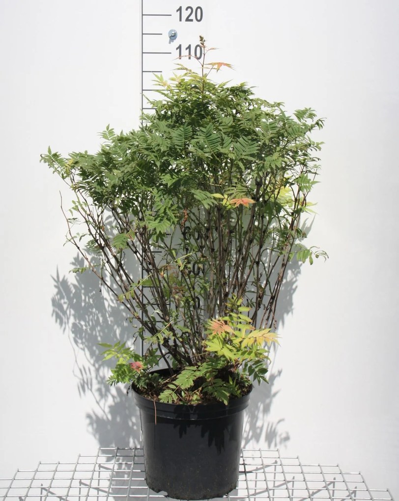 Sorbaria sorbifolia 'Sem' - pot 12L - 60-80 cm