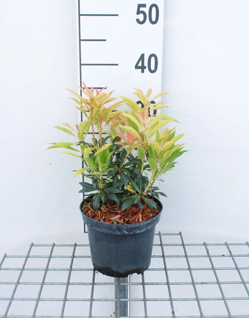 Pieris 'Forest Flame' - pot 2L - 20-30 cm