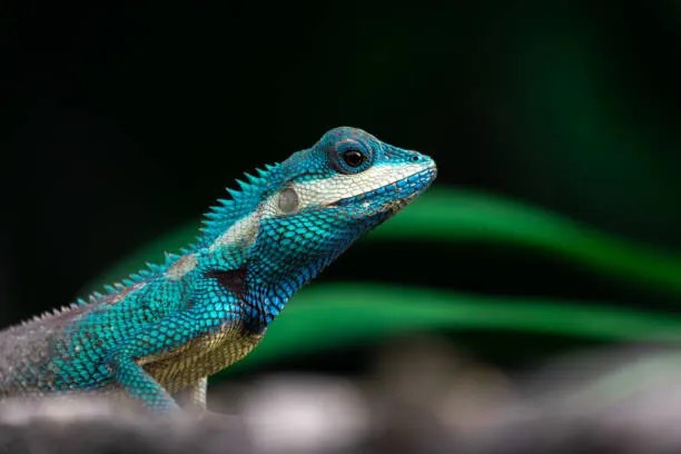 Foto Close-up shot of The blue-crested lizard., Suphameth Jaruthaninphong