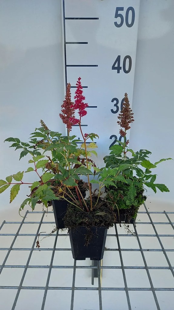 Astilbe 'Etna' - pot 9x9 cm