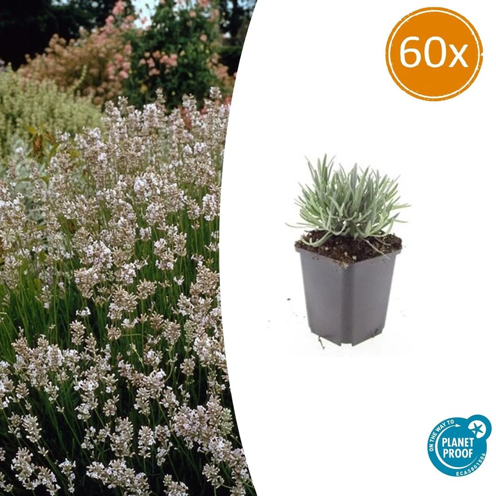 Lavandula Intermedia 'Edelweiss' - 20cm