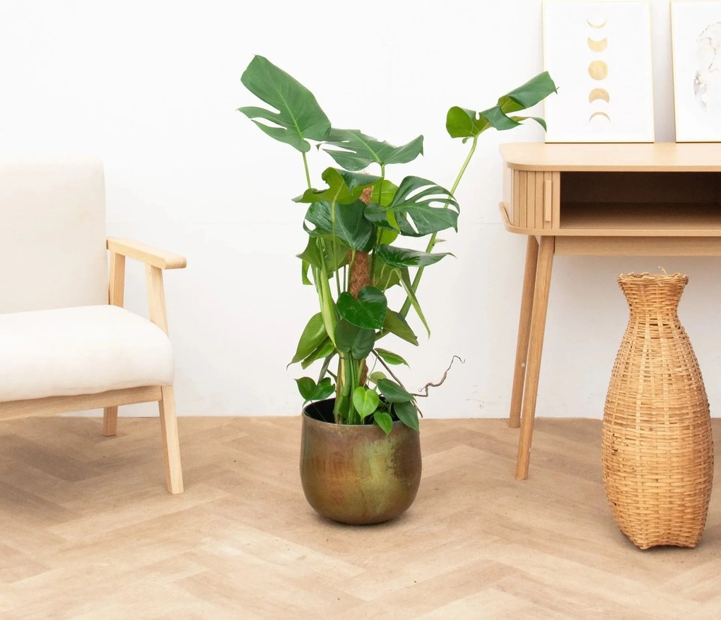 Monstera Deliciosa Mosstok - 90cm