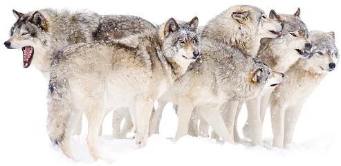 Foto Timber wolf family, Jim Cumming