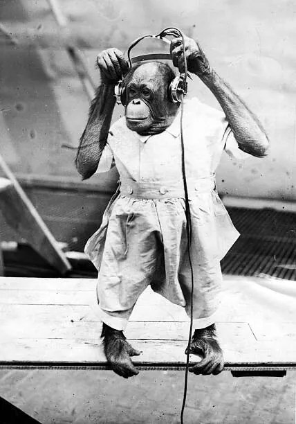 Foto Duke The Chimp, Henry Guttmann
