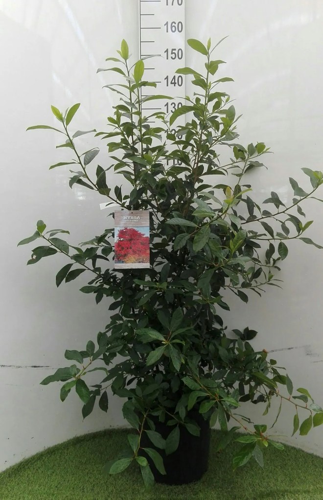 Nyssa sylvatica - pot 12L - 80-100 cm
