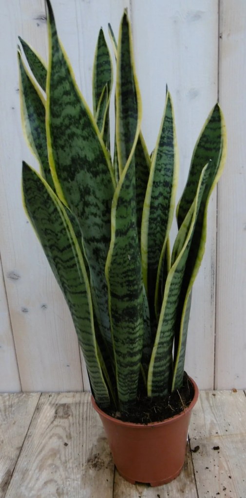 Kamerplant Vrouwentong Sansevieria bont 50 cm