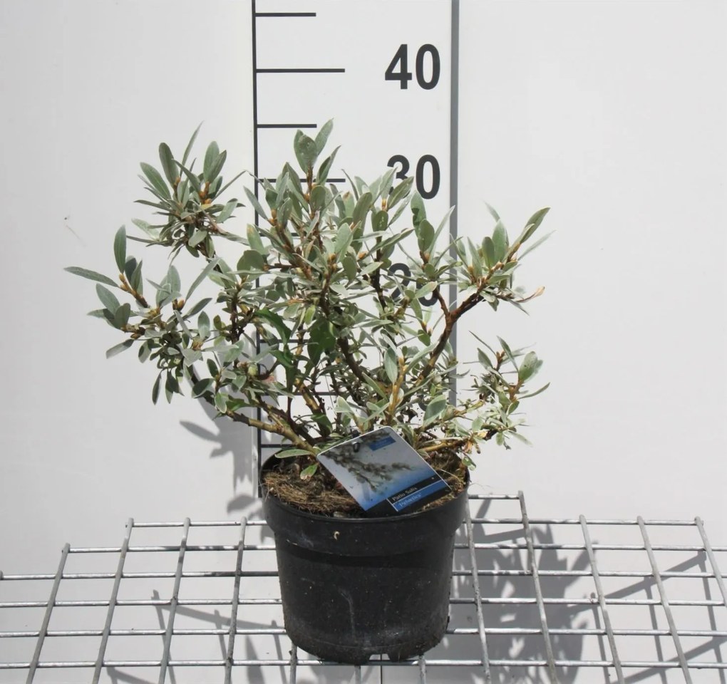 Salix helvetica - pot - 25-30 cm -