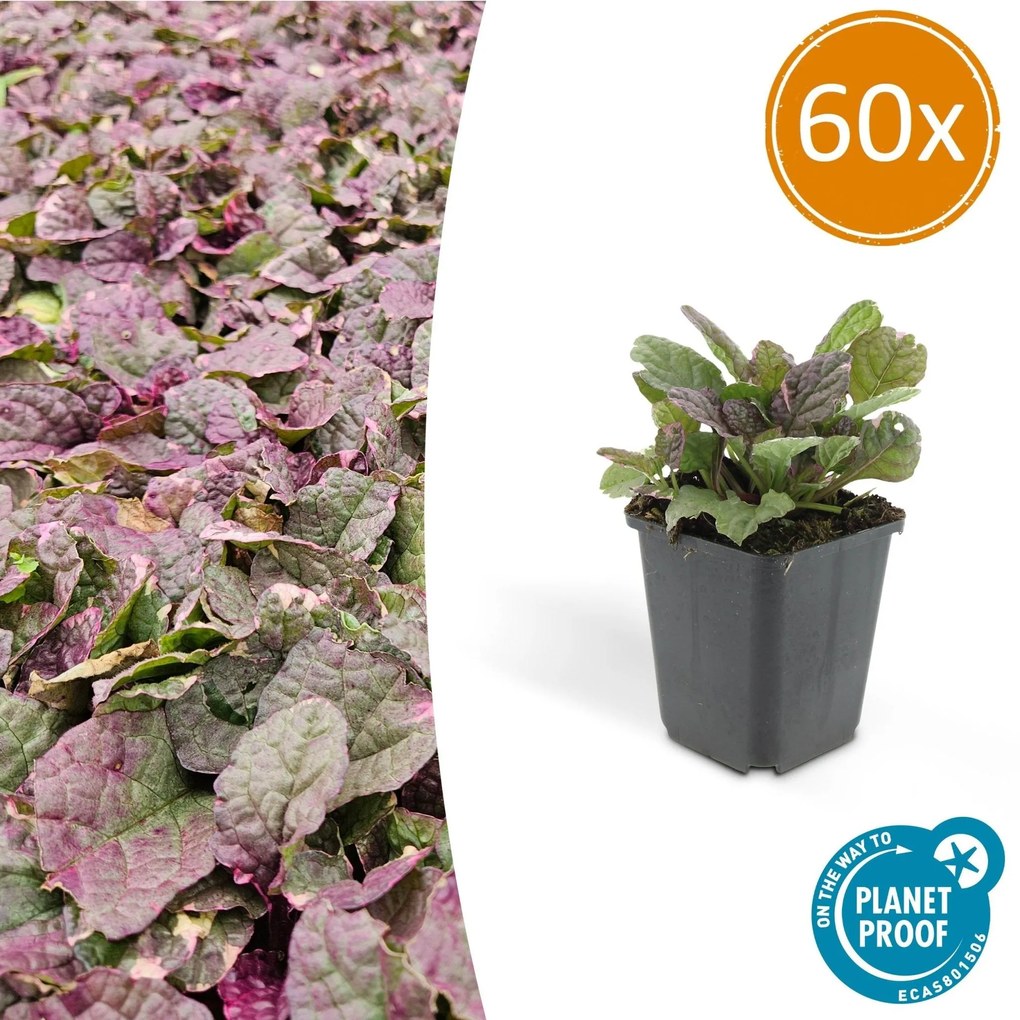 Ajuga reptans 'Burgundy Glow' - 20cm
