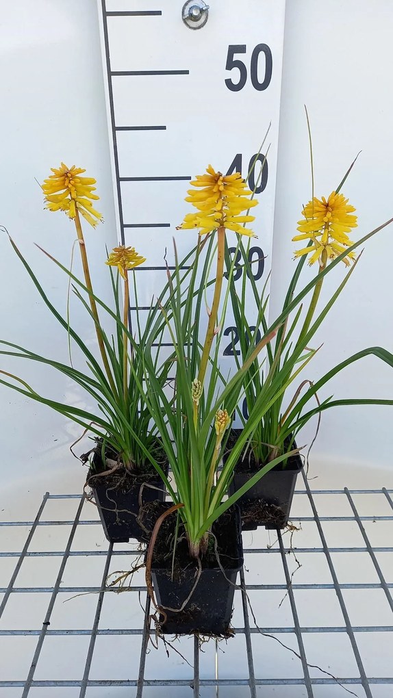 Kniphofia 'Banana Popsicle' - pot 9x9 cm -