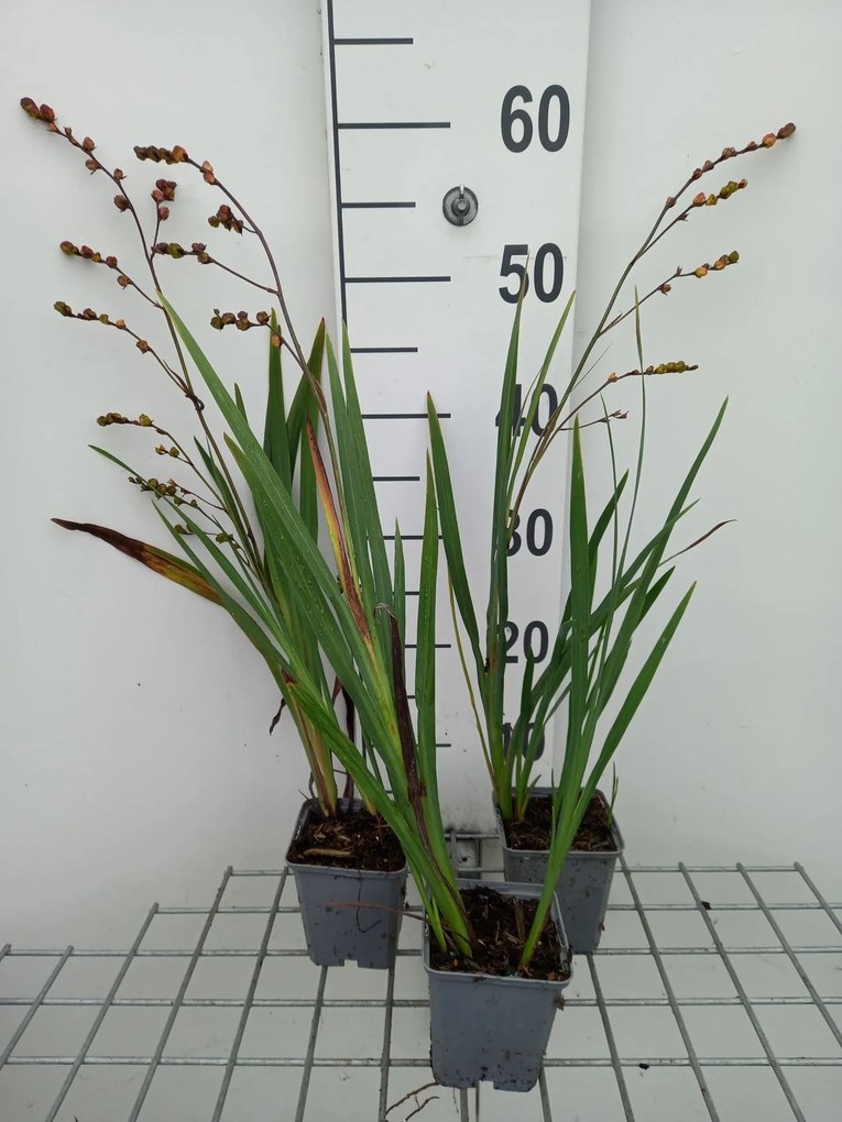 Crocosmia 'Carmin Brillant' - pot 9x9 cm -