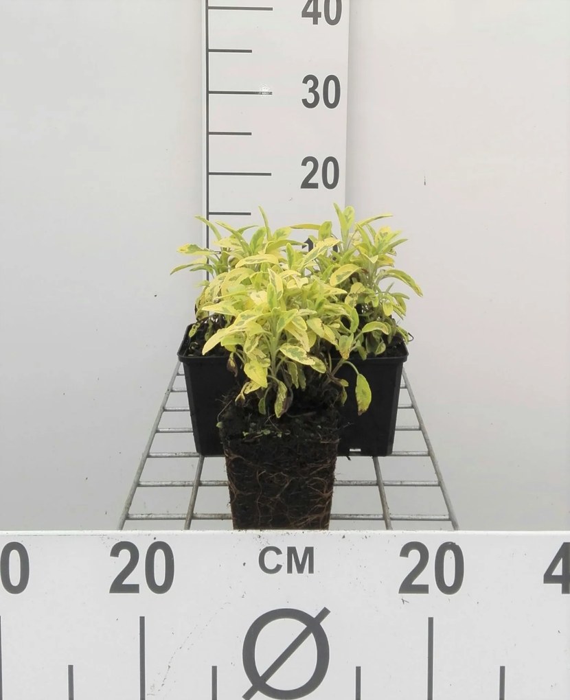 Salvia officinalis 'Aurea' - pot 9x9 cm