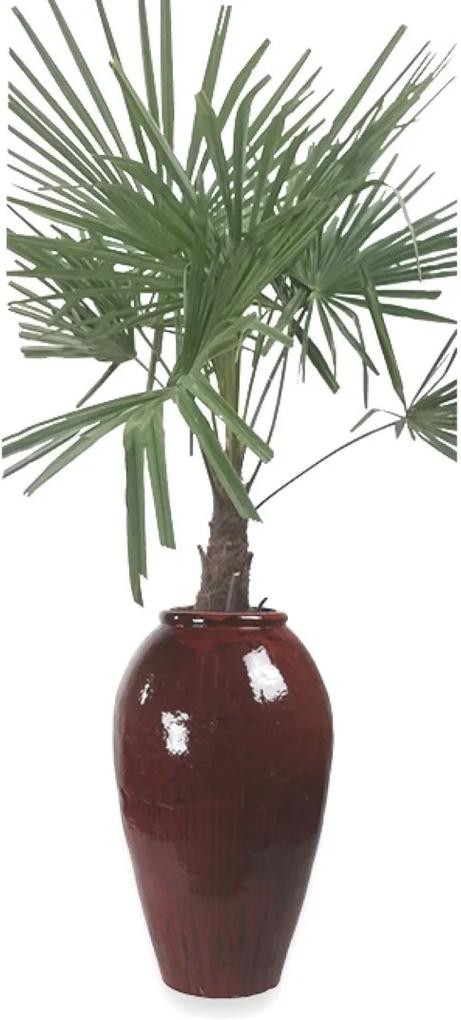 Winterharde Palmboom stamhoogte 30 cm en hoogte 120 cm in vaas Mystic red black D52 H105 Warentuin Natuurlijk