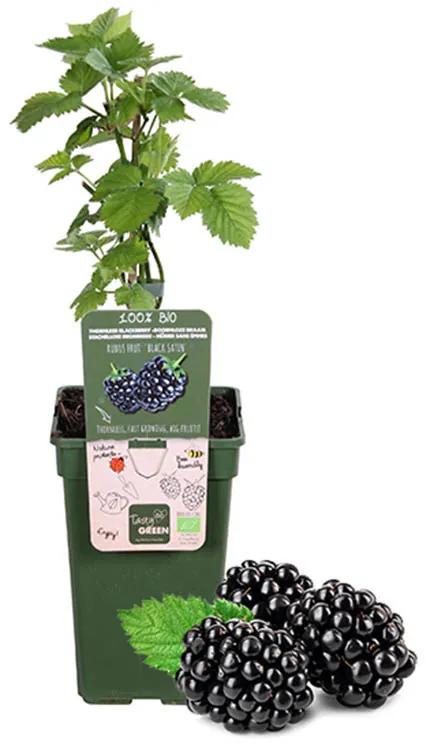 XL Braam Fruitplant 'Rubus Fruticosus' Zonder plantenvoeding