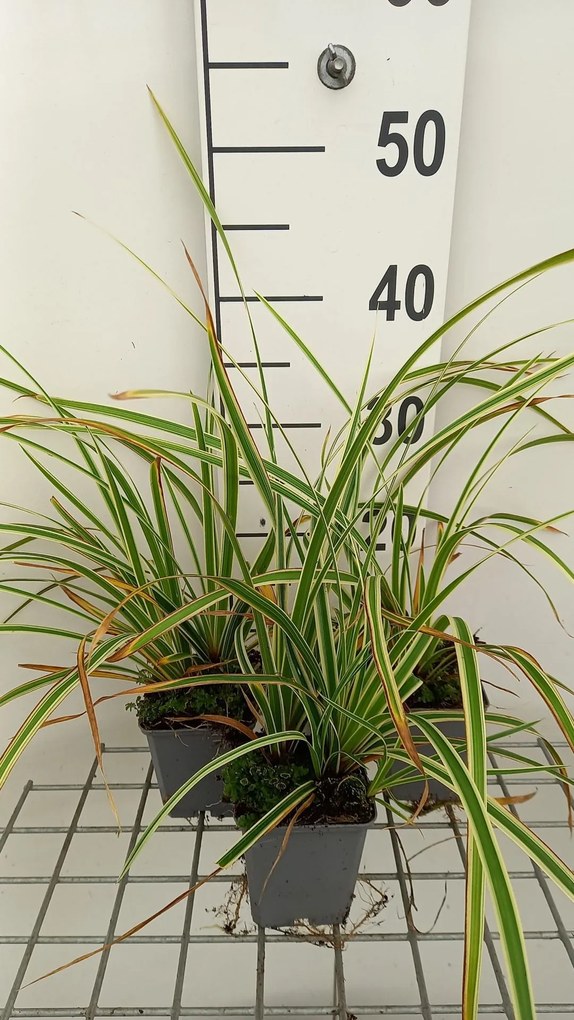 Carex morrowii 'Goldband' - pot 9x9 cm