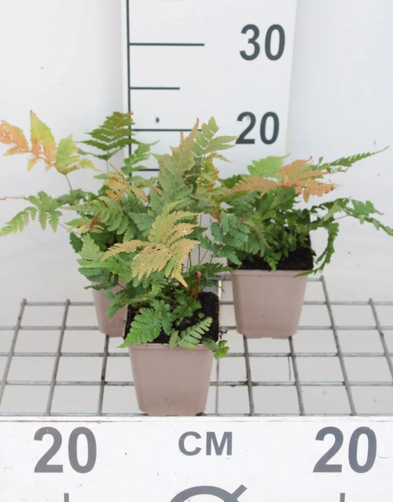 Dryopteris erythrosora - pot 9x9 cm
