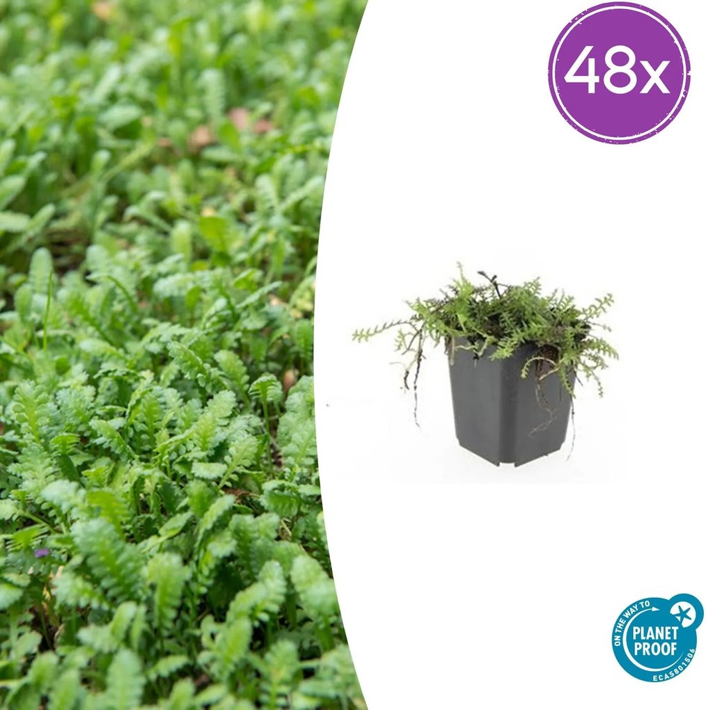 Leptinella Squalida - 20cm