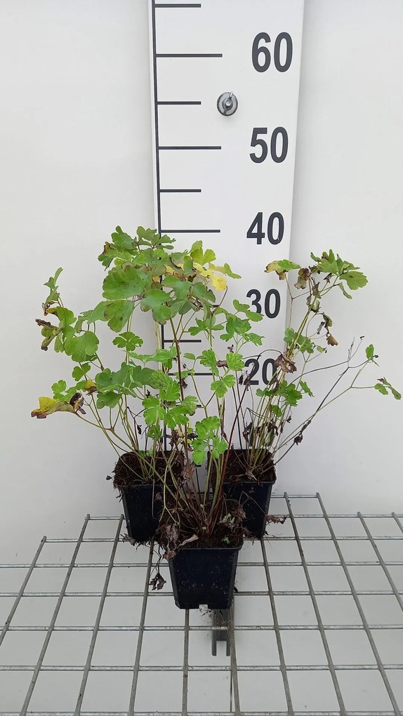Aquilegia 'Biedermeier' - pot 9x9 cm -