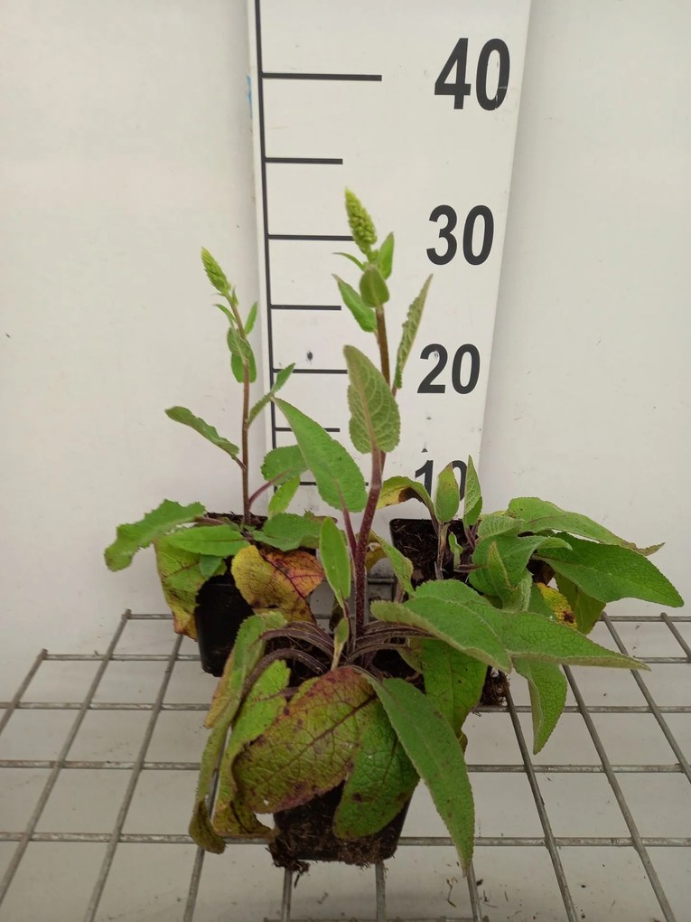 Verbascum nigrum var. album - pot 9x9 cm -