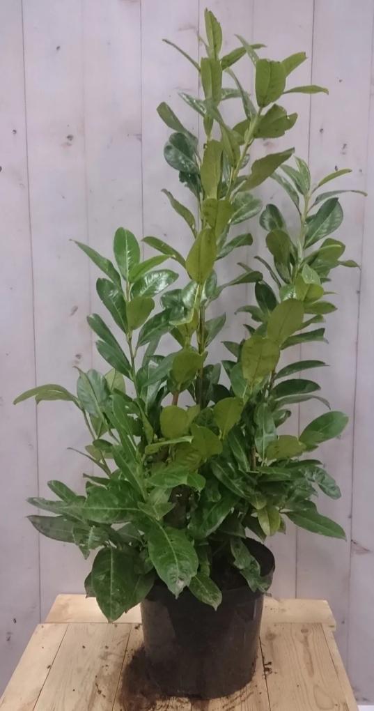 Prunus rotundifolia 100 cm