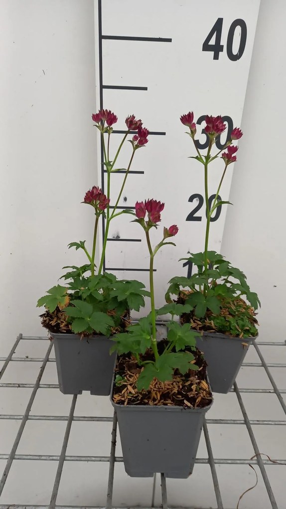 Astrantia 'Moulin Rouge' - pot 9x9 cm