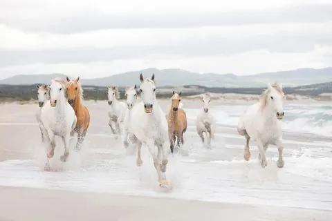 KOMAR fotobehang »White Horses«, 368x254 cm