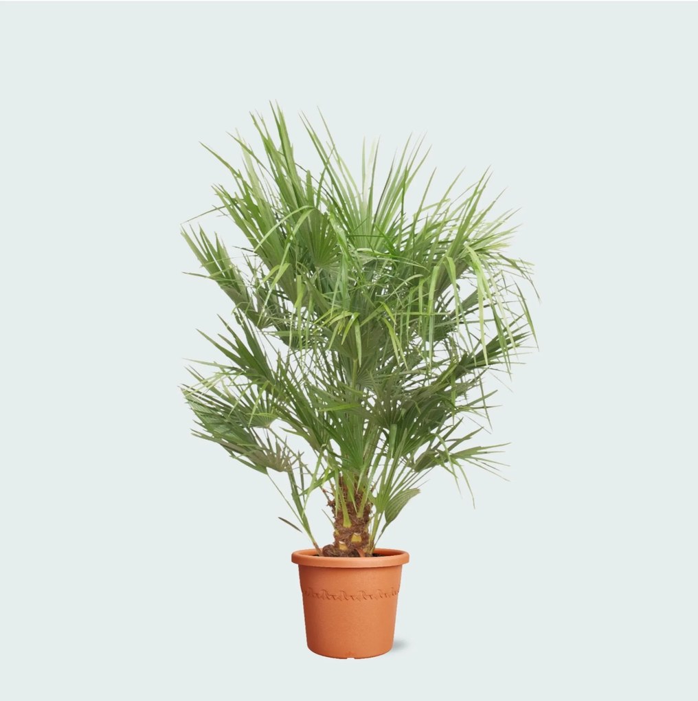 Chamaerops Humilis - 160cm