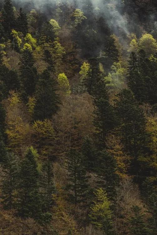 Fotobehang Fall trees and fog, (85 x 128 cm)