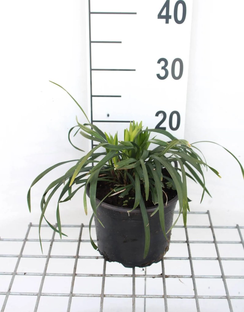 Liriope muscari 'Ingwersen' - pot 2L