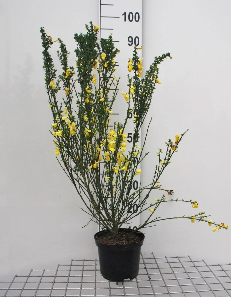 Cytisus scoparius - pot - 40-60 cm -
