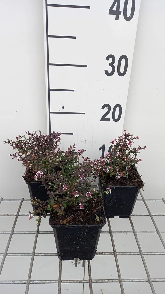Aster lateriflorus 'Prince' - pot 9x9 cm -