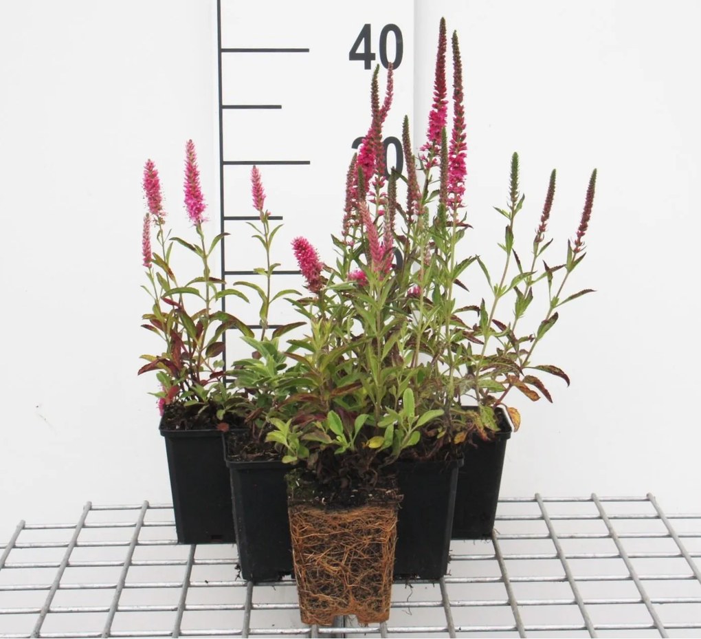 Veronica spicata 'Rotfuchs' - pot 9x9 cm -