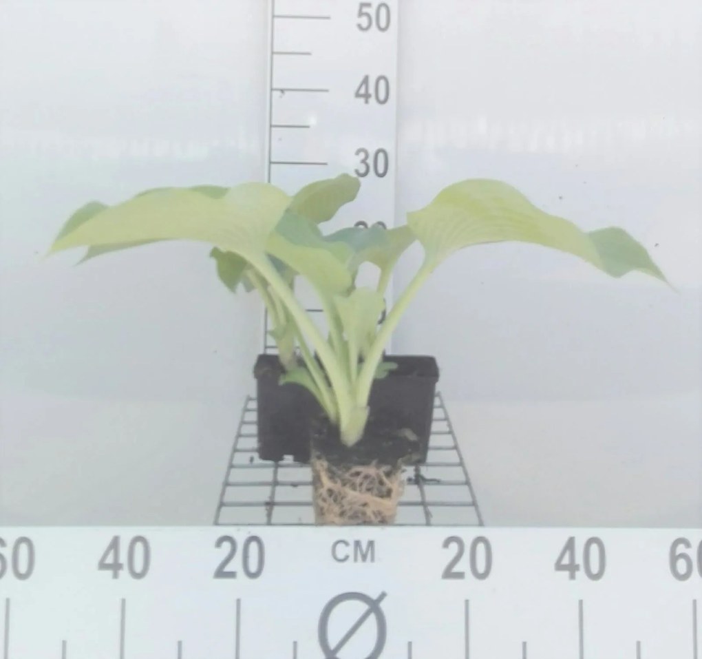 Hosta 'Blue Angel' - pot 9x9 cm