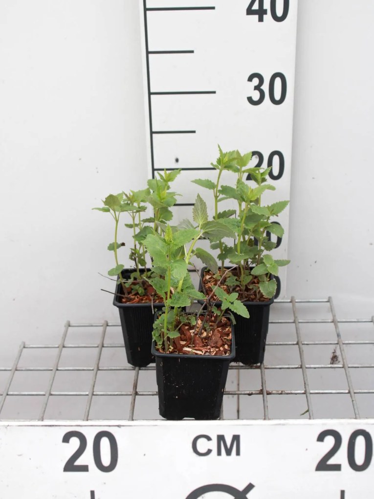 Agastache foeniculum - pot 9x9 cm (Dropplant 'Paarsbloeiend') -