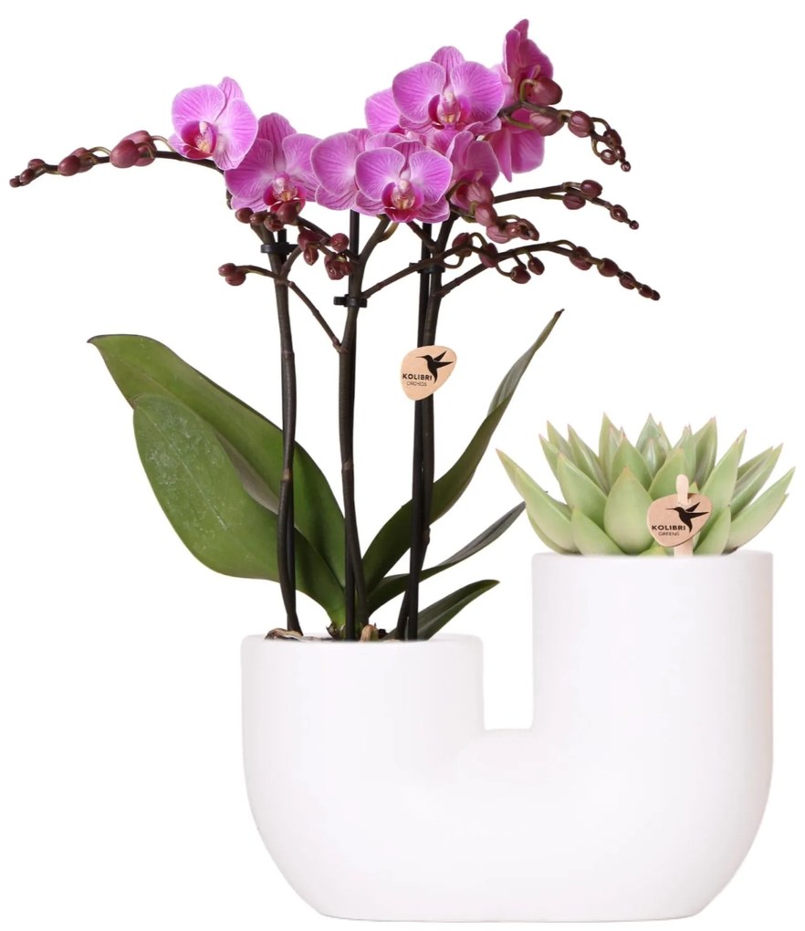 Combideal - Orchidee Vienna + Succulent Miranda in pot Tube wit