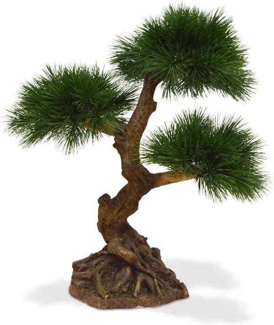 Pinus Bonsai x3 60 cm