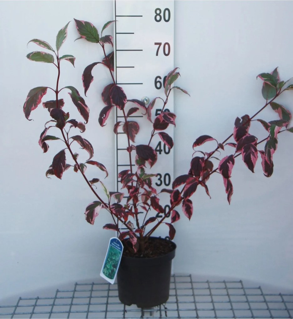 Cornus alba 'Sibirica Variegata' - pot - 50-60 cm