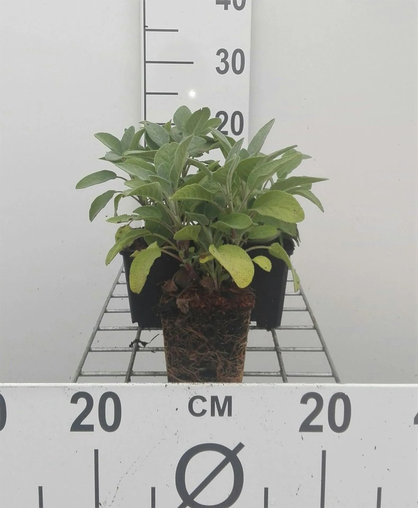 Salvia officinalis 'Berggarten' - pot 9x9 cm (Salie 'Grootbladige Salie' / 'Breedbladige Salie') -